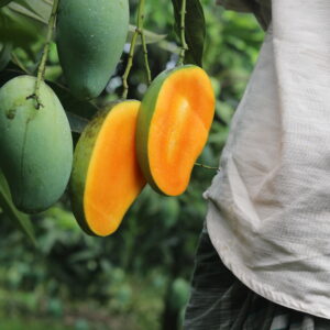 12 কেজি আম্রপালি আম