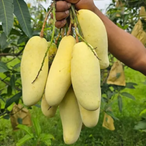 12 কেজি ব্যানানা