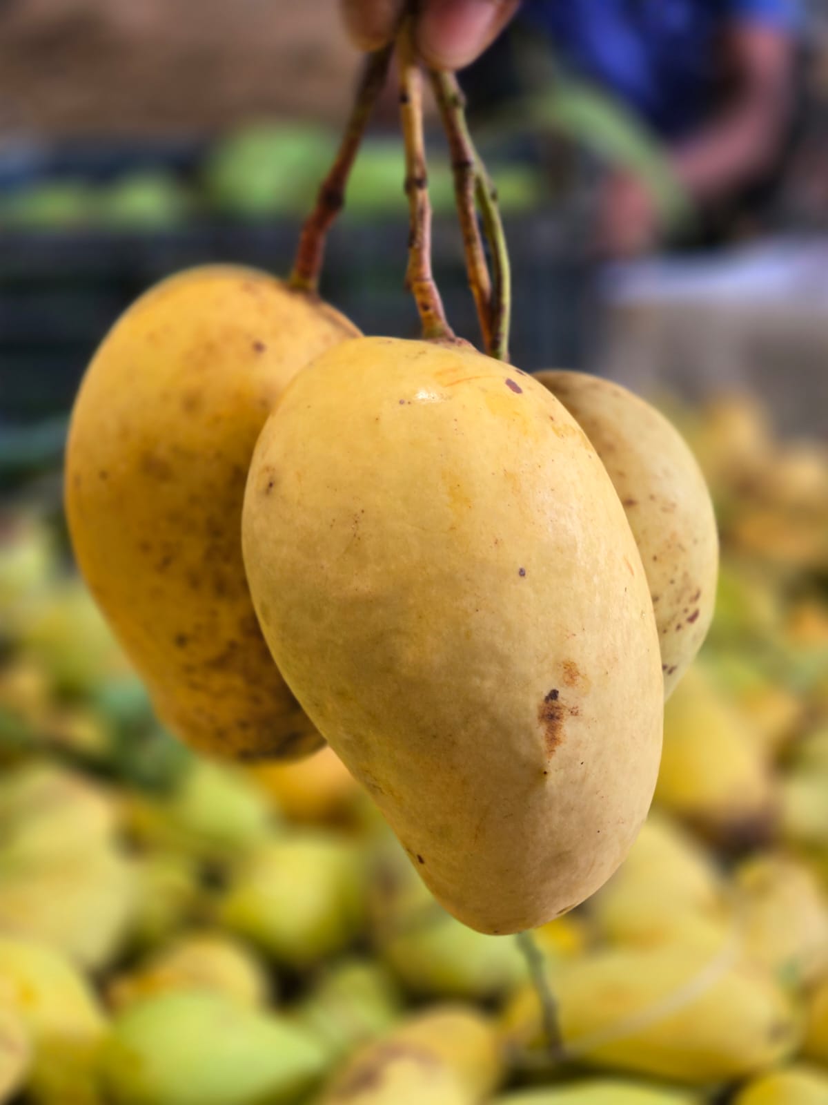 সুইট কাটিমন আম (5kg)